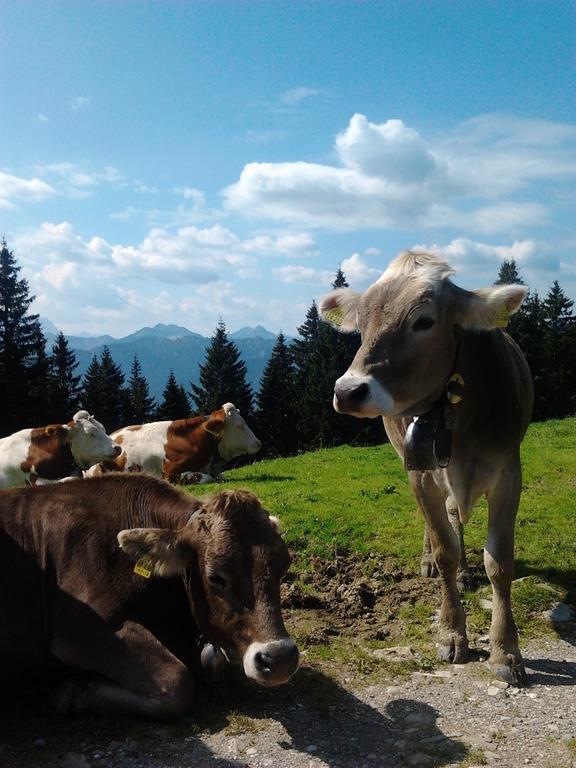 Ferienwohnungen Kral Grainau Bagian luar foto